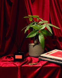 P.F. Candle Co. HI-FI Reed Diffuser - Blonde Hinoki | P.F. Candle Co. Lifestyle | JEANSTORE